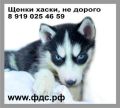 Продам высокопородистых, щенков Хаски фотография